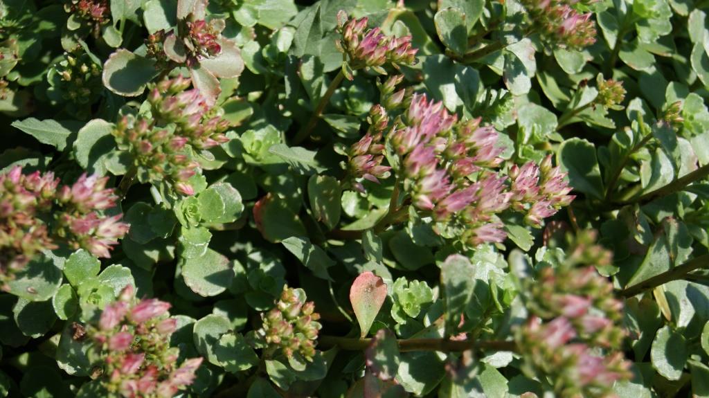 Rosa Teppich-Fettblatt, Sedum spurium roseum