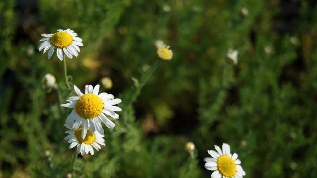 Echte Kamille, Matricaria chamomilla