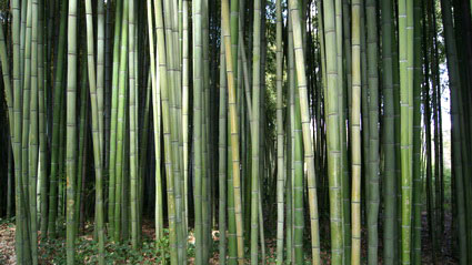 Eleganter Bambus, Phyllostachys vivax Mc Clure