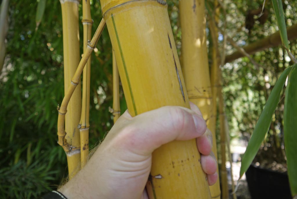 Zauber Bambus, Phyllostachys vivax Aureocaulis