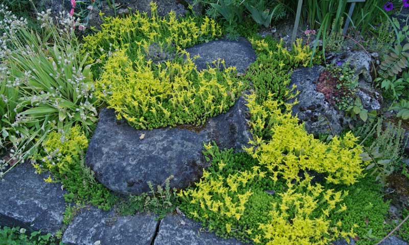 Milder Mauerpfeffer, Sedum sexangulare