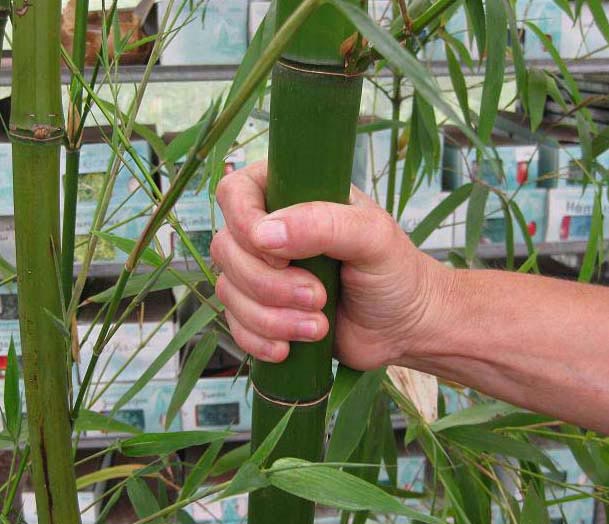 Eleganter Bambus, Phyllostachys vivax Mc Clure