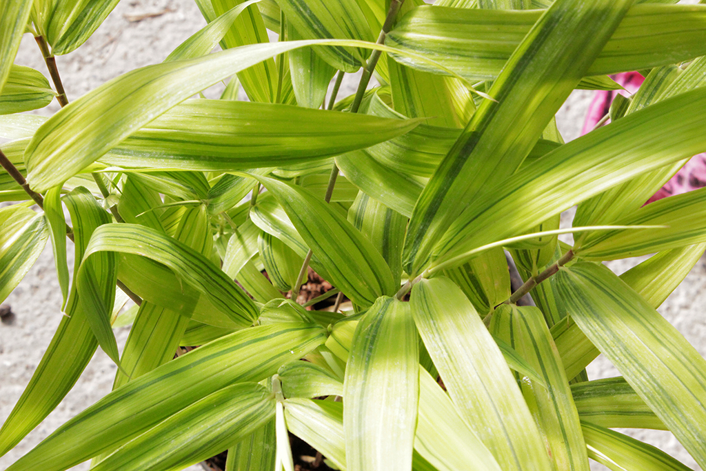 Zwergbambus Pleioblastus viridistriatus auricoma