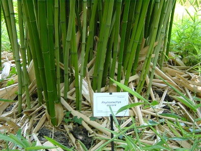 Schöner Bambus, Phyllostachys rubromarginata