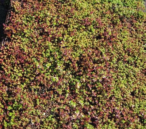 Rotmoos Mauerpfeffer, Sedum album Coral Carpet