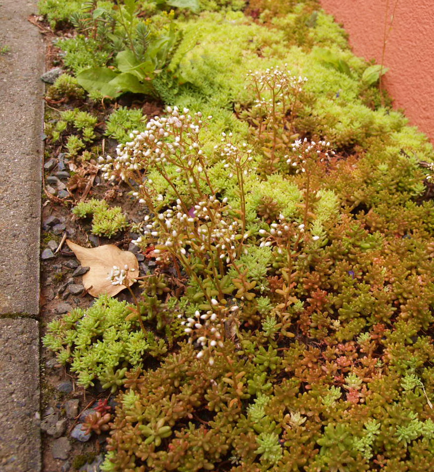 Rotmoos Mauerpfeffer, Sedum album Coral Carpet