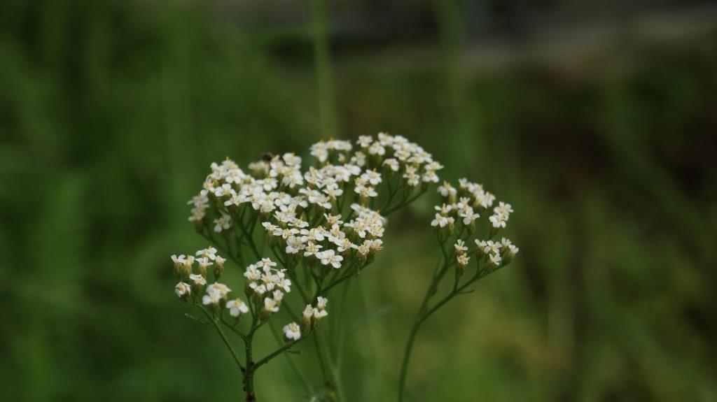 Schafgarbe, Achillea millefolium