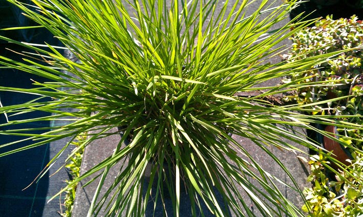 Wald-Schmiele, Deschampsia cespitosa Tardiflora