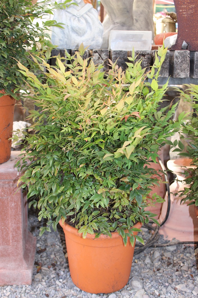 Himmelsbambus, Nandina domestica in Sorten