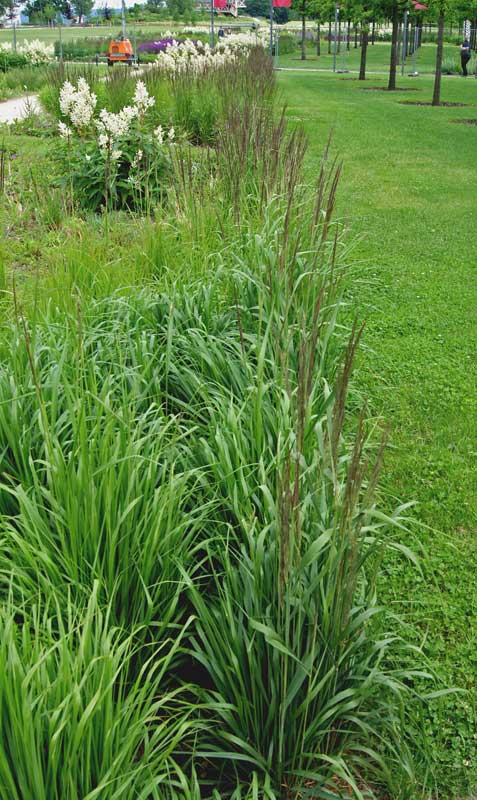 Rohrpfeifengras, Molinia arundinacea Karl Förster