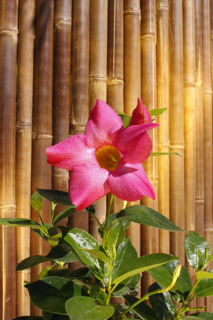 Dipladenia - Mandevilla