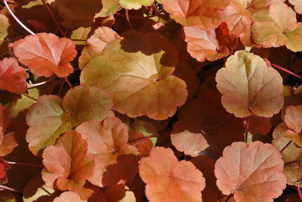 Purpurglöckchen, Heuchera Timeless Orange