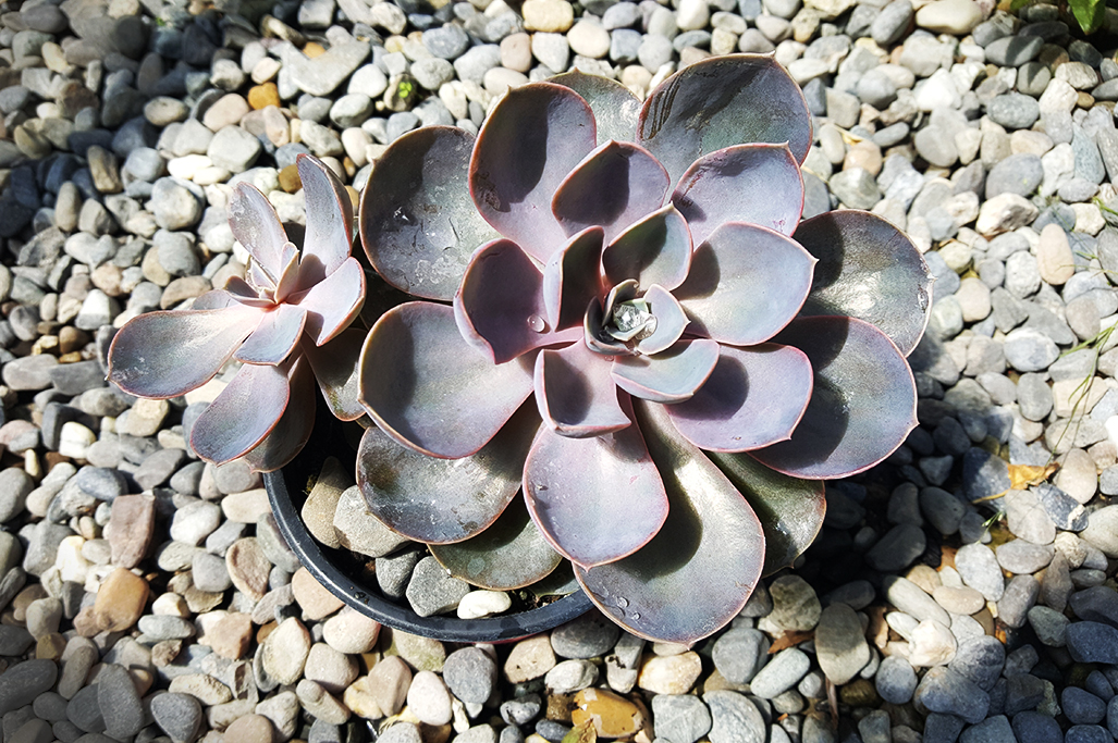 Echeveria, Fettblattrosette in 2 Sorten