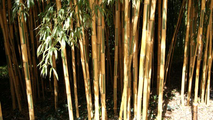 Golden Brillant Bambus, Phyllostachys bambusoides Castillonis