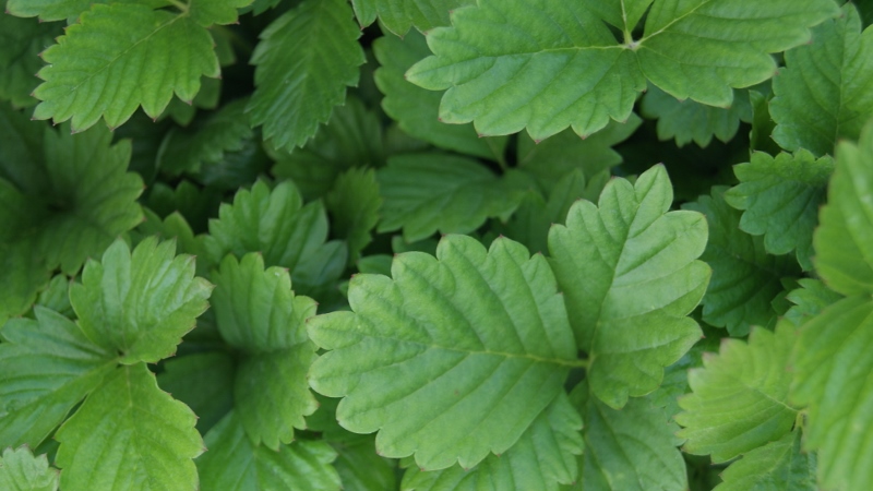 Walderdbeere, Erdbeere, Fragaria vesca