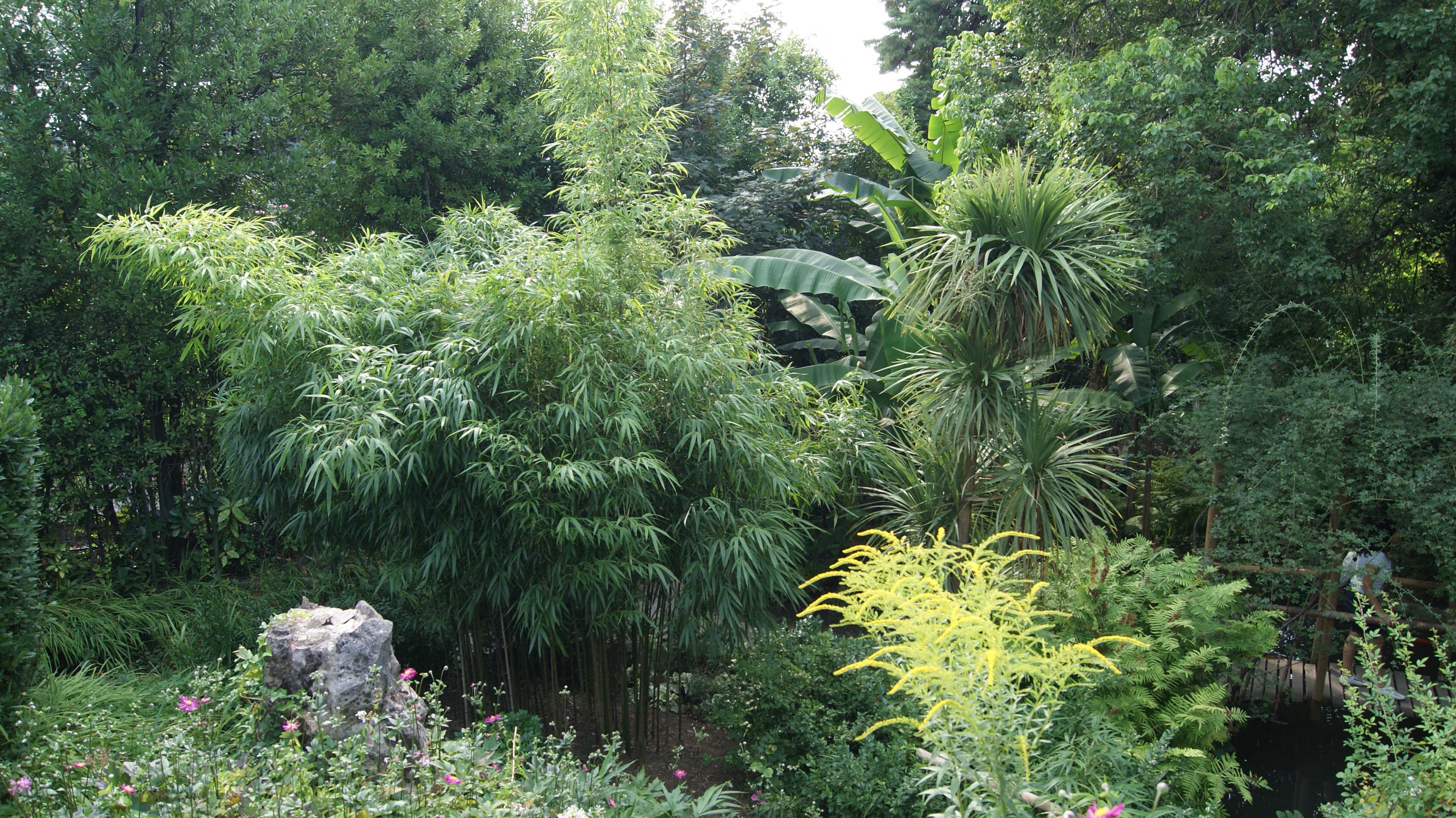 Grüner Pulver Bambus, Phyllostachys viridiglaucescens