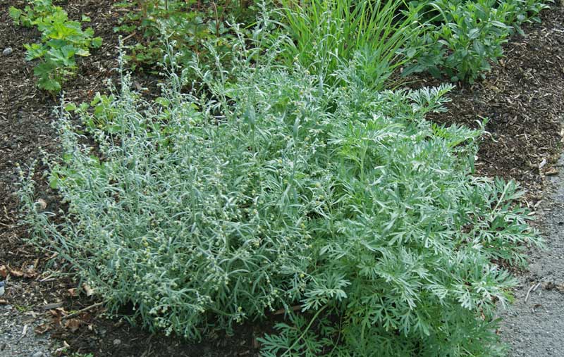 Wermut, Artemisia absinthium