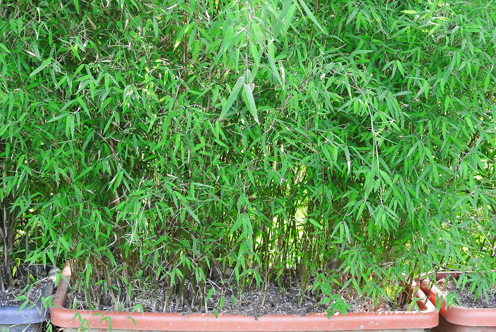 Mobiler Sichtschutz - Bambus Hecke im Kasten