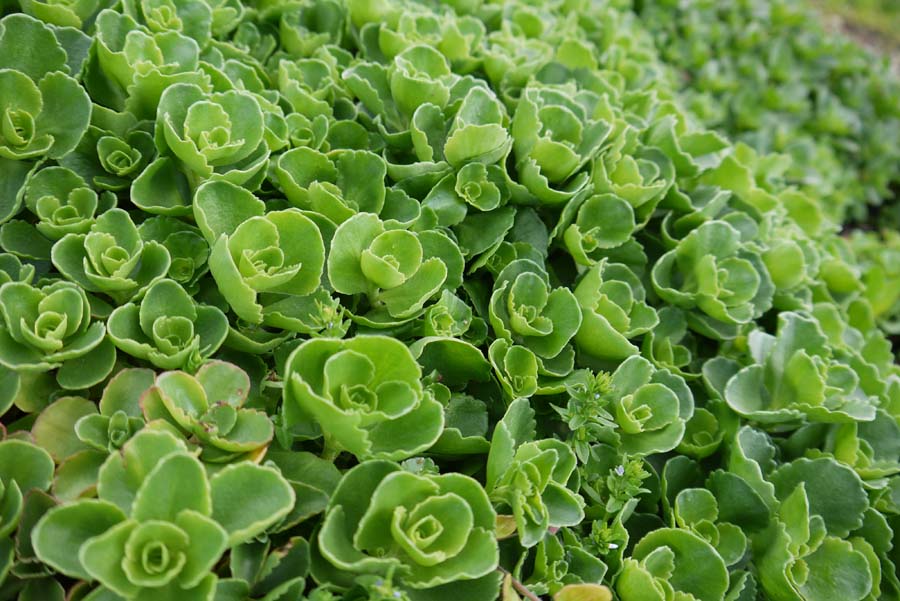 Schneeteppich Fettblatt, Sedum spurium album superbum