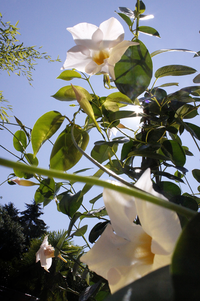 Dipladenia - Mandevilla