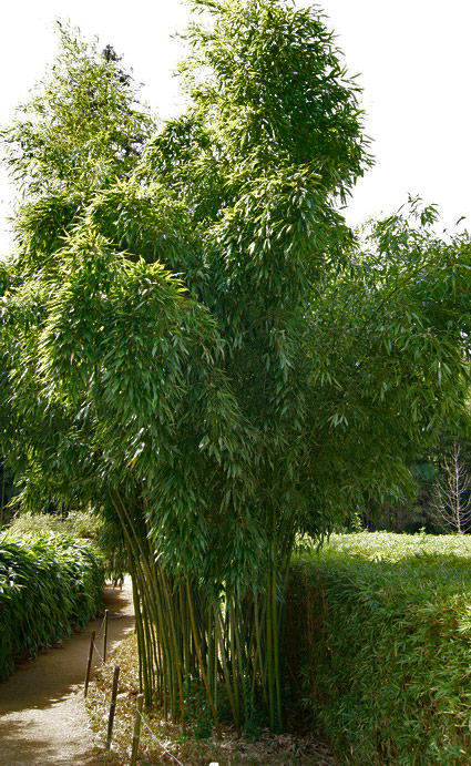 Gartenbambus Phyllostachys Violascens