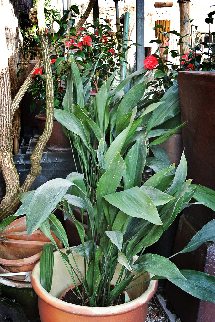 Schusterpalme, Aspidistra Elatior