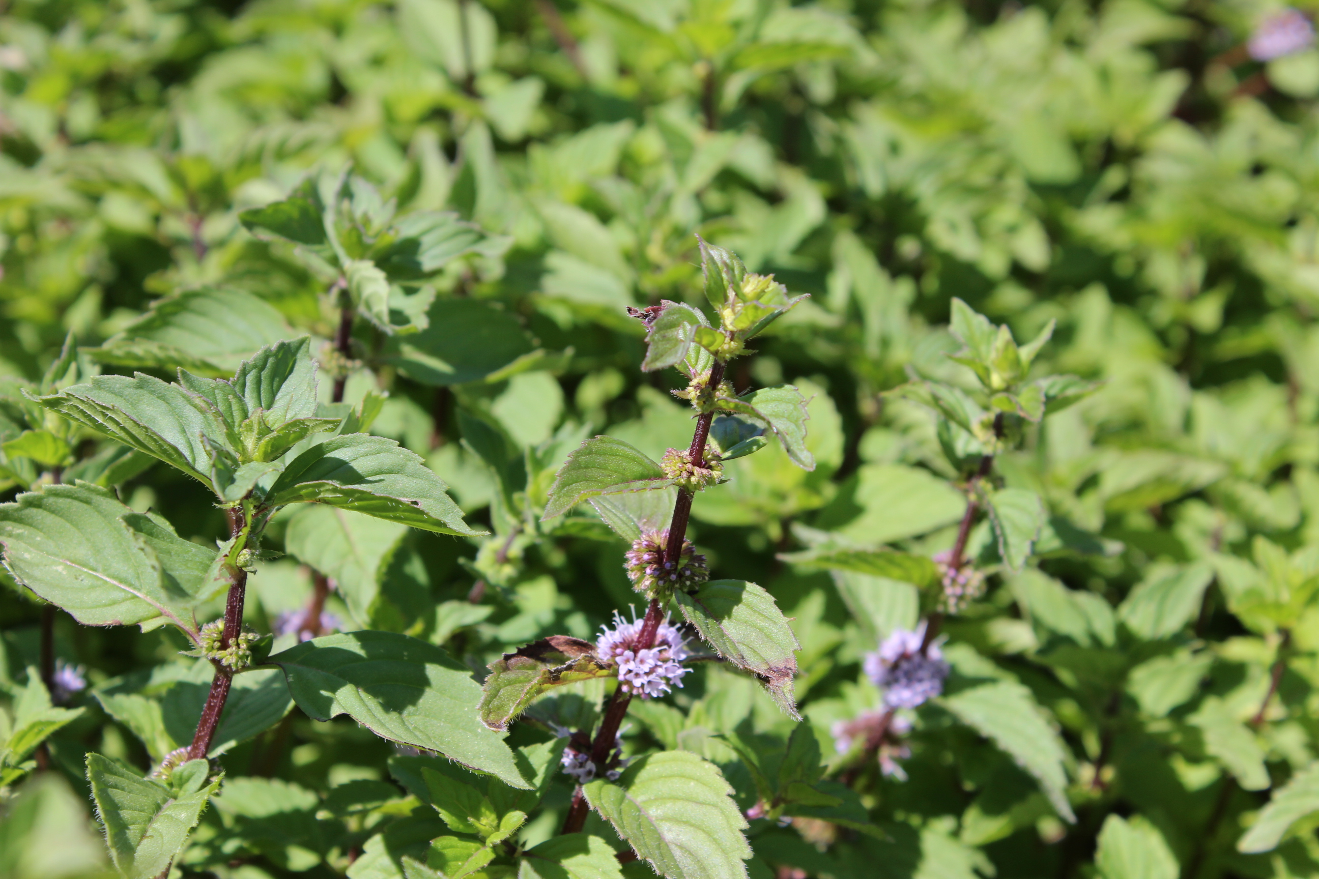 Ingwer-Minze, Mentha gentilis Variegata