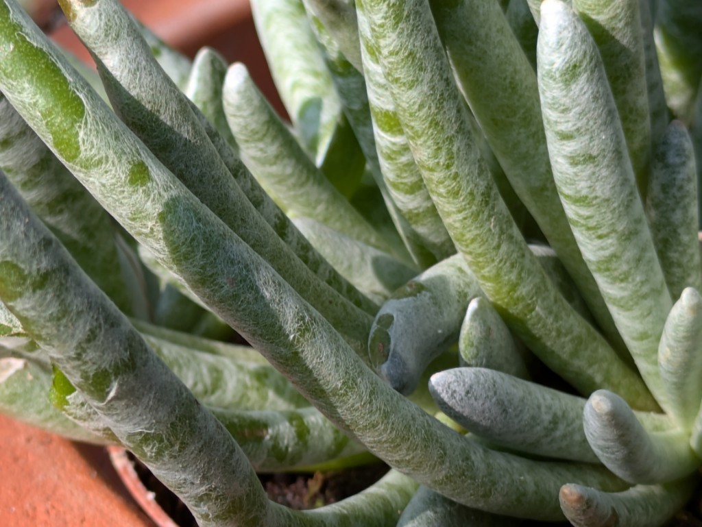 Lady Fingers, Dudleya edulis