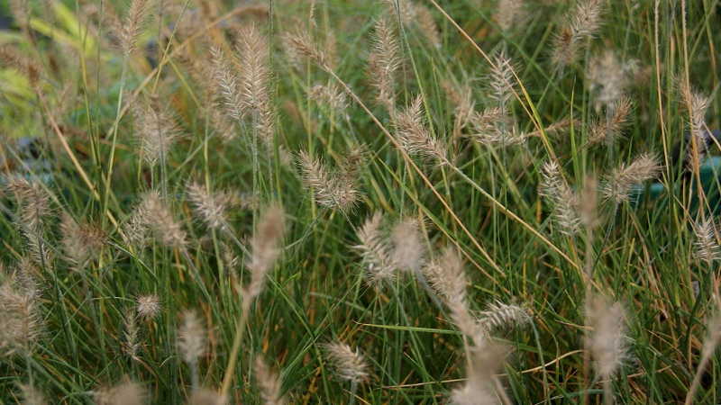 Zwerg-Lampenputzergras, Pennisetum alopecuroides Little Bunny