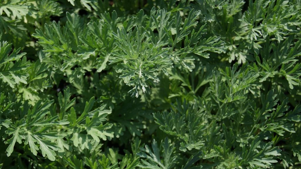 Wermut, Artemisia absinthium