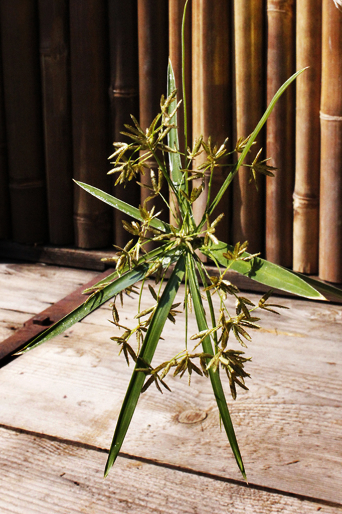 Wasserpalme - Zyperngras, Cyperus alterniflorus