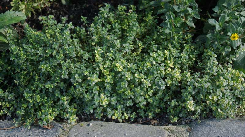 Grüner Zitronenthymian, Thymus x citriodorus