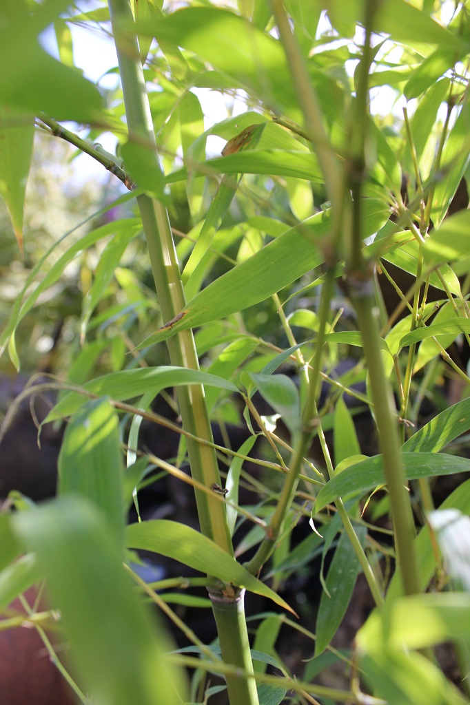 Phyllostachys aurea flavescens Inversa