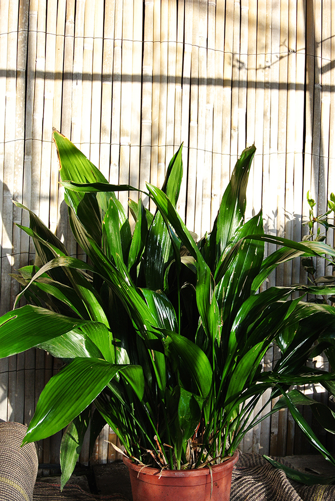 Schusterpalme, Aspidistra Elatior