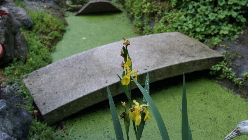 Iris pseudacorus, Wasserschwertlilie