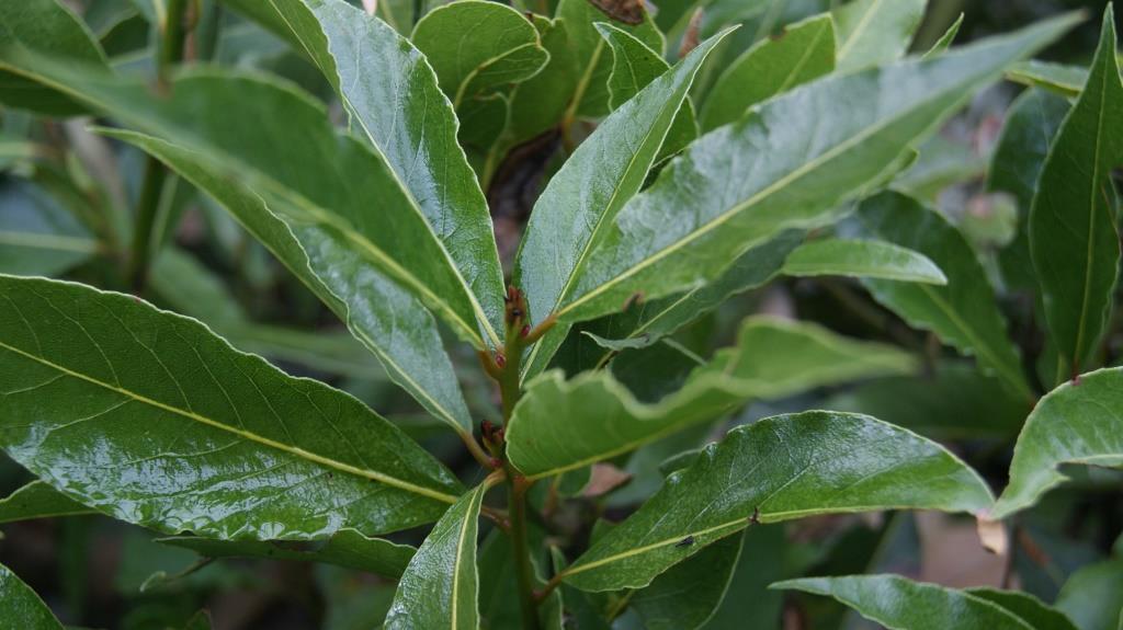 Lorbeer, Laurus nobilis