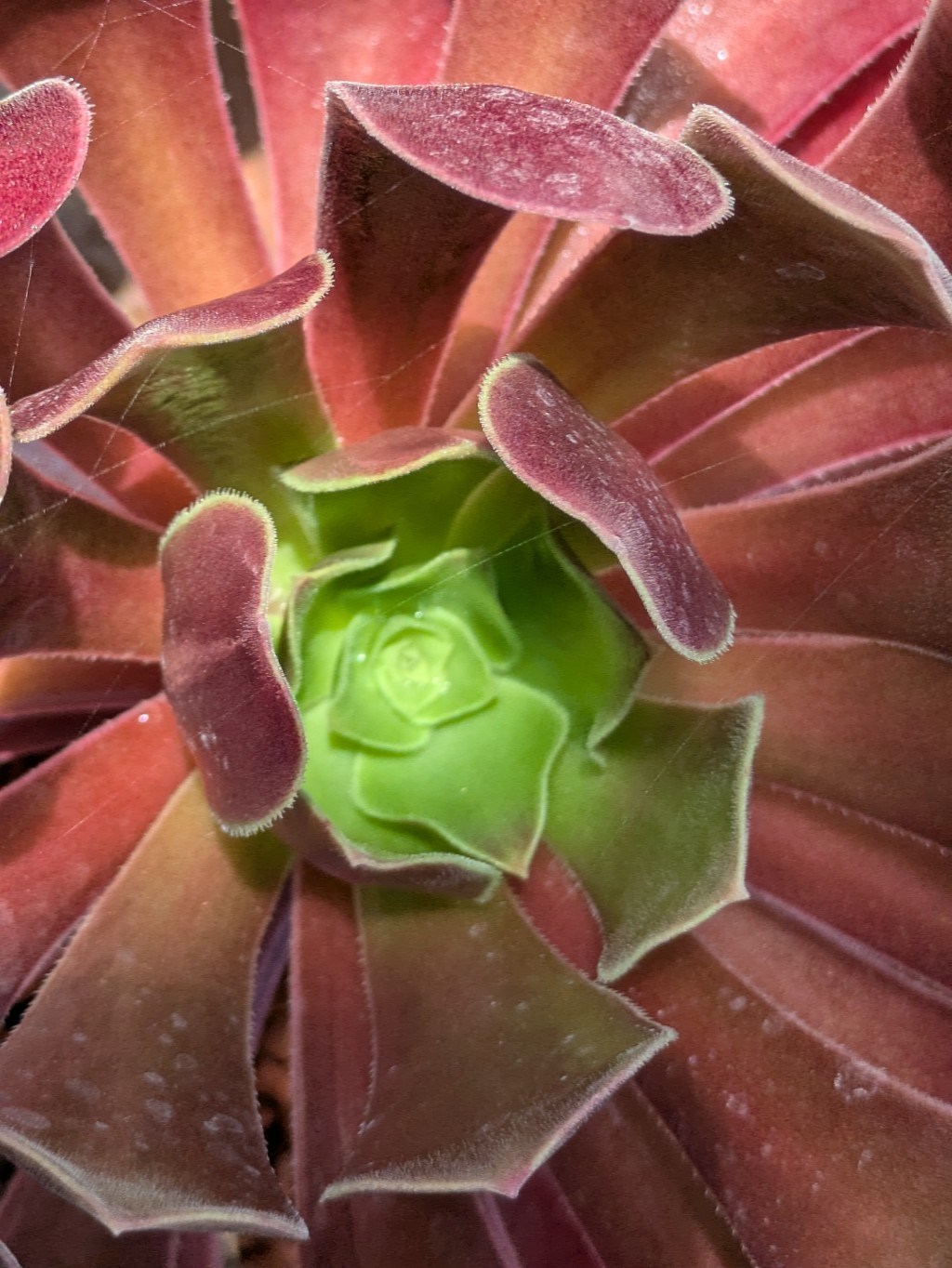 Dunkles Rosettendickblatt, Aeonium Arboreum Atropurpureum