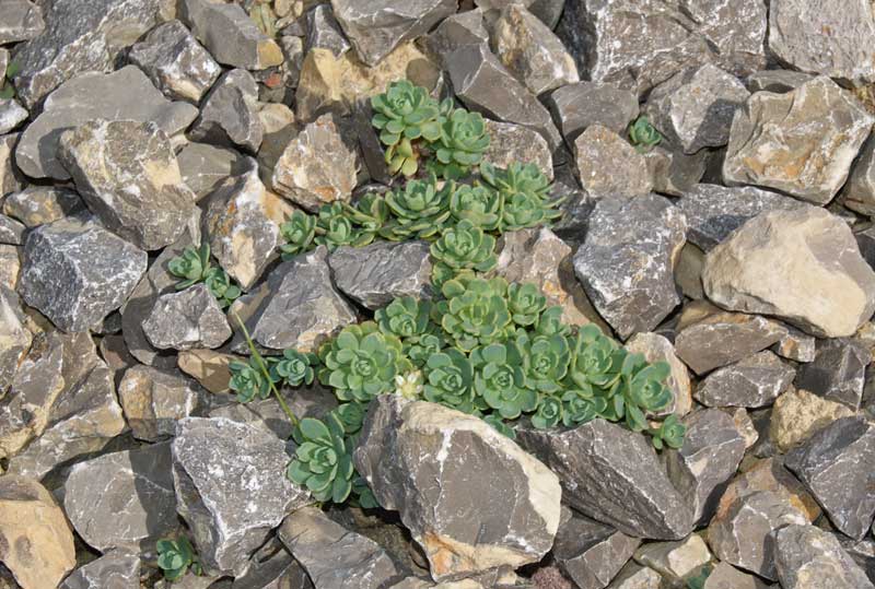 Afghanischer Rosenwurz - Rhodiola primuloides var. pachyclados