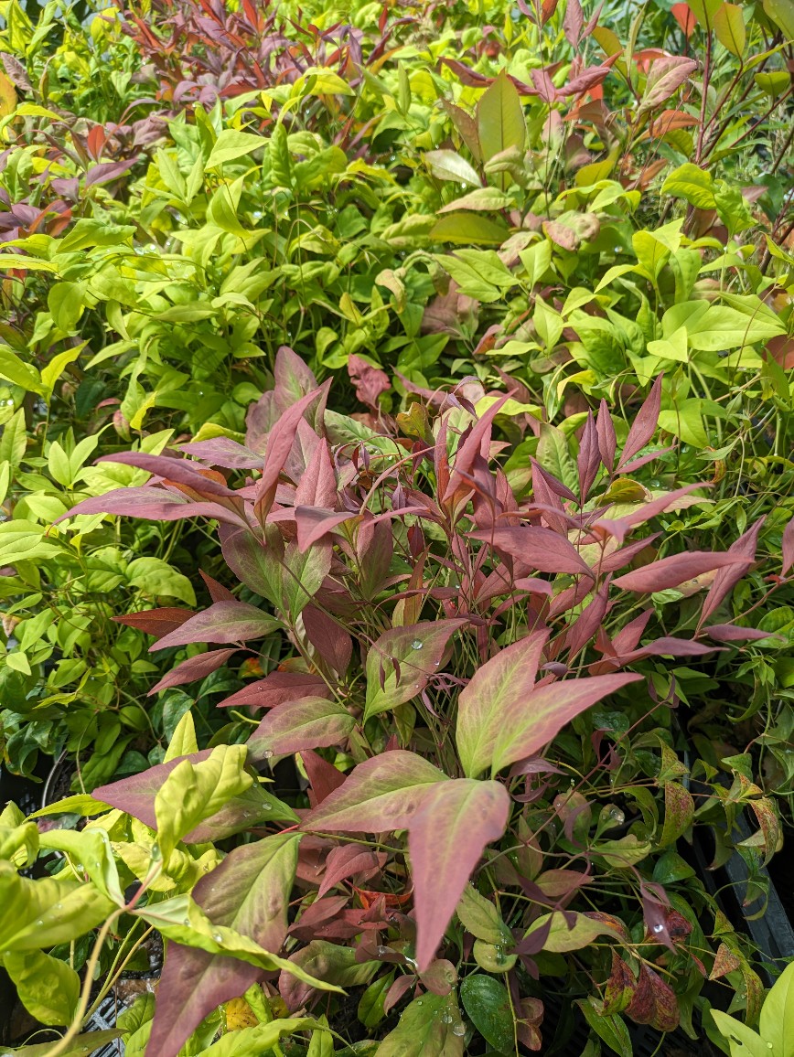 Himmelsbambus, Nandina domestica in Sorten