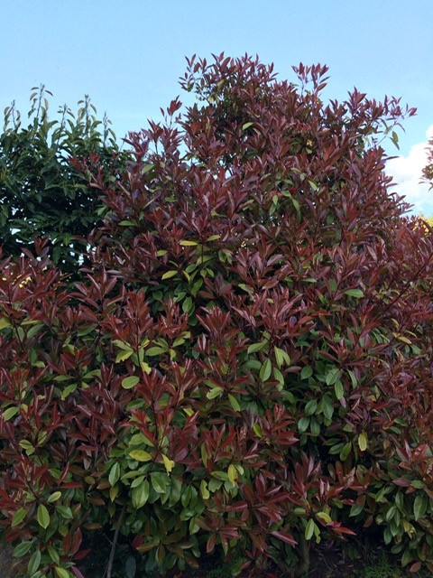 Glanzmispel - Photinia x fraseri Red Robin