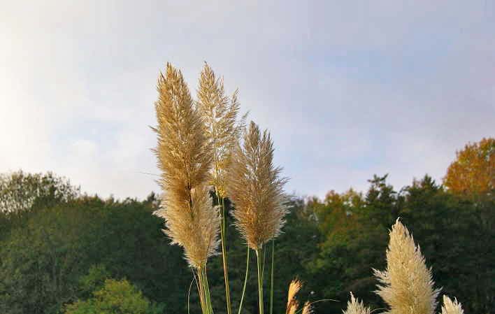 Pampasgras weiß, Cortaderia selloana