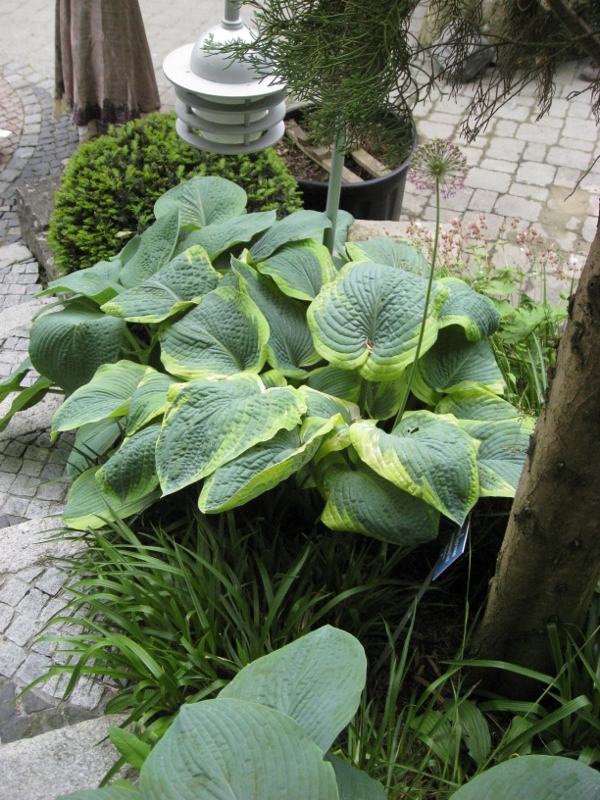 Blaue Gelbrand-Funkie, Hosta sieboldiana Frances Williams