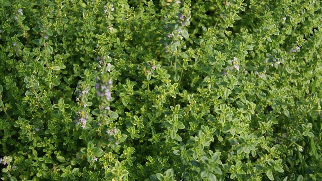 Gelber Zitronenthymian, Thymus citriodorus Golden Dwarf