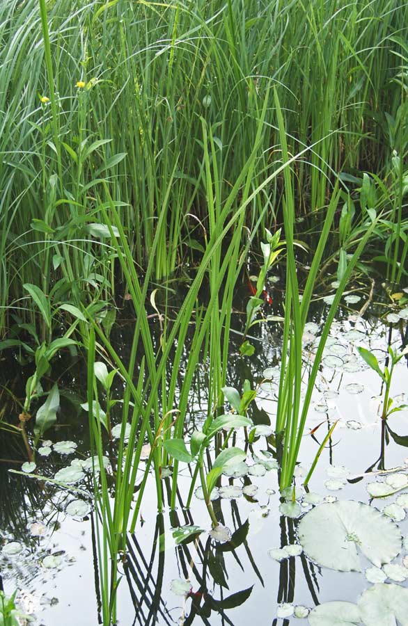 Acorus calamus, Kalmus