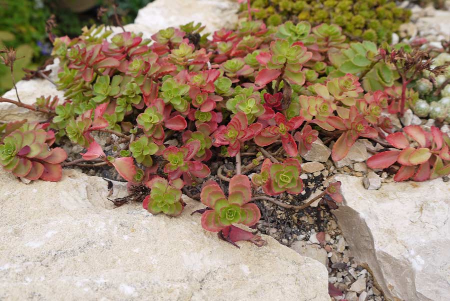 Kaukasus-Fetthenne, Sedum spurium coccineum