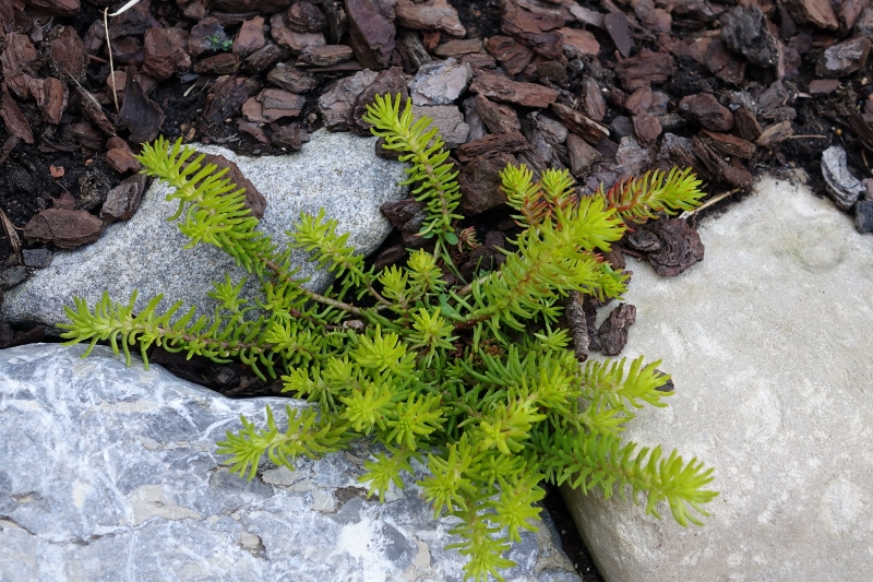 Felsen-Fetthenne, Sedum rupestre