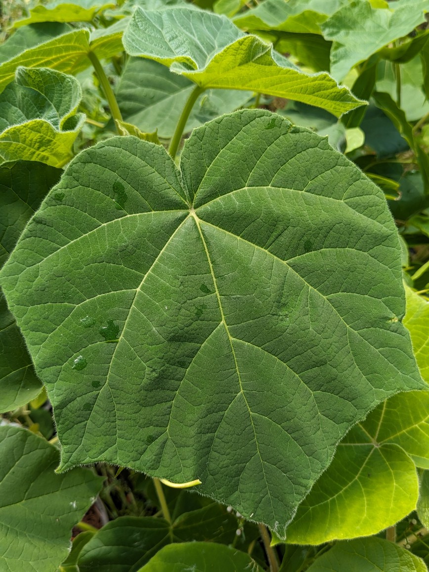 Blauglockenbaum, Paulownia elongate