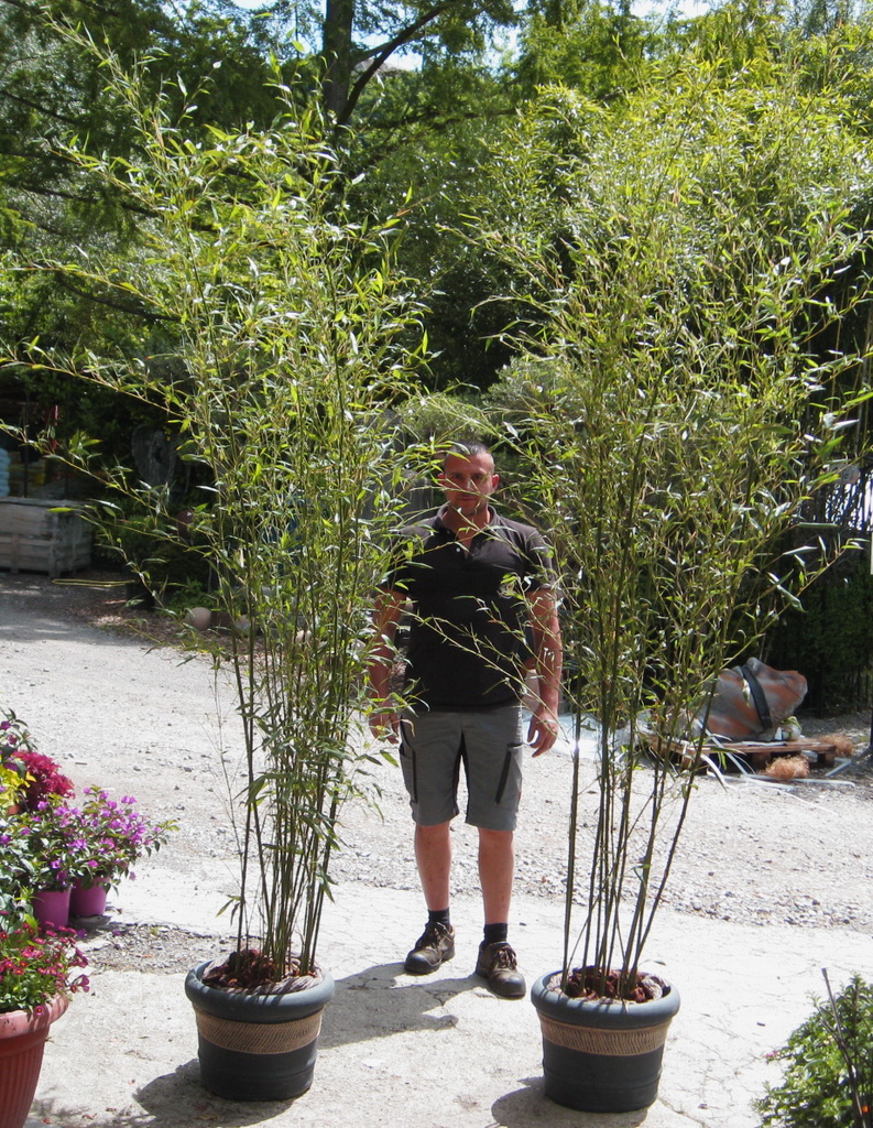 Grüner Bambus, Phyllostachys bissetii