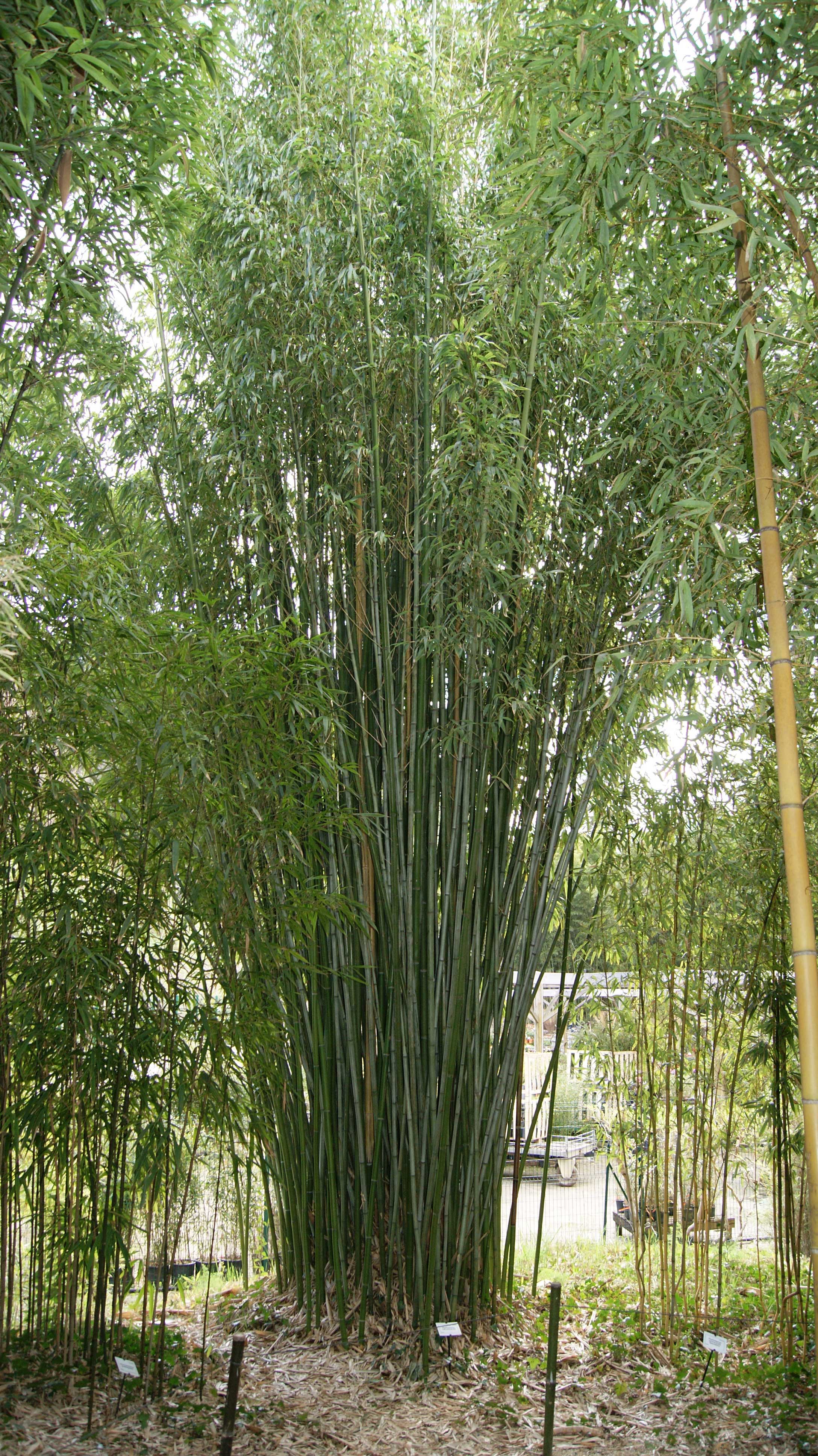 Grüner Pulver Bambus, Phyllostachys viridiglaucescens