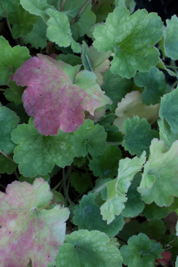 Purpurglöckchen, Heuchera micrantha Lime Marmalade